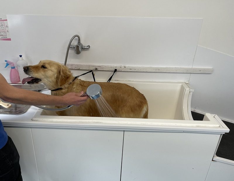 Warley Cross Kennels and Cattery - Bath_Time