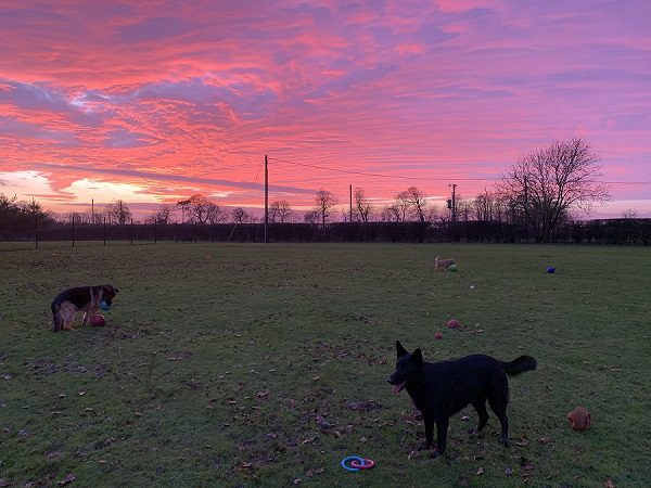 Warley Cross Kennels and Cattery Playing_Field_Sunset